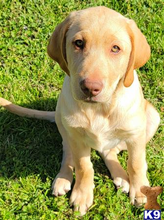 club4paws Picture 3